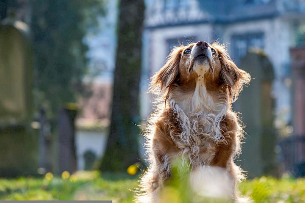 Essential Dog Supplies Every Pet Parent Must Have – Complete Checklist